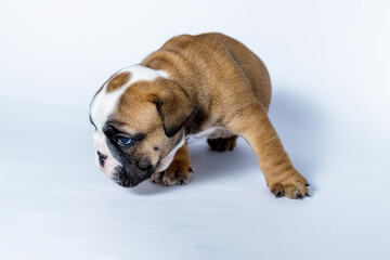 Obraz premium Filhotes de Bulldog Inglês em fundo Branco