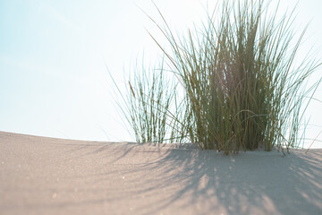 Picturesque landscape with dunes, green grass and clear blue sky in background. Excellent image for...