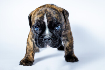 Filhotes de Bulldog Inglês em fundo Branco

