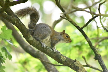 Naklejka na ściany i meble Grey Squirrel shots from last spring in Essex.