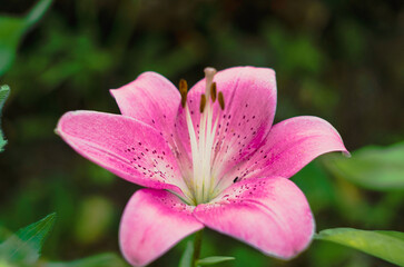 Pastel pink Lily flower in garden. Beautiful Lily flower over blurred nature background.
