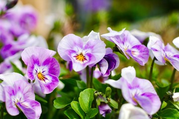 Fototapeta na wymiar Purple flowers in garden centre floral spring 