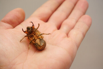 Cocoon of Tree cricket in man hand close up view