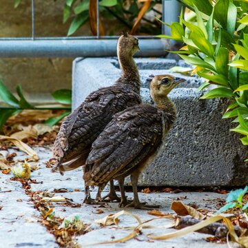 Cute Peachicks exploring the plant while standing on the ground with fallen leaves
