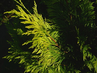 green thuja tree in the sun leaves close up, bright green wallpaper.