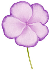 Purple flowers watercolor illustration