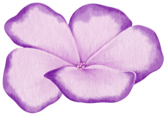 Purple flowers watercolor illustration