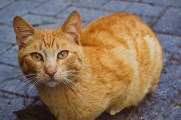 Street Cat