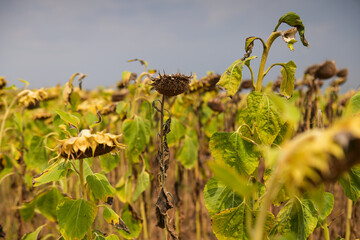 Concept photo for a drought summer. Dryness weather. A sunflower field is completely dry because the lack of rain in a not irrigated farm. Agriculture and farming industry.
