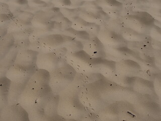 Sand dunes at De Panne Beach