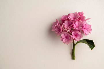 Pink hydrangea and eucalyptus leaves, copy space. Floral flatlay template.