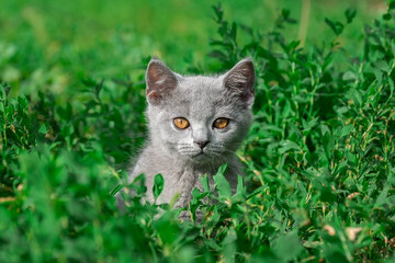 Naklejka na ściany i meble little Cute grey fluffy kitten outdoors. kitten first steps..