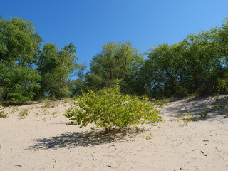 Sand dunes at De Panne Beach