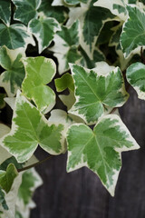 Variegated English Ivy in the garden