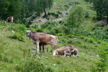 Kühe auf der Weide bei Proveis in Südtirol 