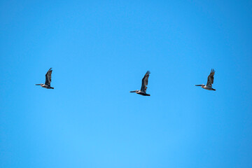 Three Brown Pelicans flying in a loose formation in a clear, blue sky; copy space.