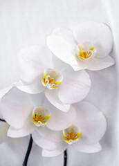 Obraz na płótnie Canvas The branch of white orchids on white fabric background 