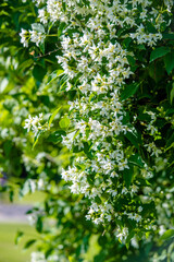 Jasmine blossom branch in the garden in spring
