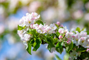 appletree blossom branch in the garden in spring
