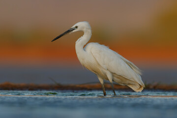 Little egret in the last light in a pond in Zimanga Game Reserve in South Africa