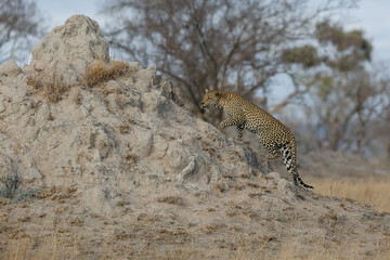 Leopard climbing on a termite hill in Sabi Sands Game Reserve in the Greater Kruger Region in South...