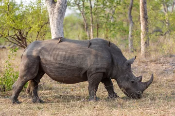 Gardinen Nashorn White rhino walking in the grass in Sabi Sands Game Reserve in the Greater Kruger Region in South Africa.  © henk bogaard