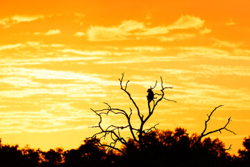 baboon male. Silhouette of a baboon in a tree at sunrise in Mashatu Game Reserve in the Tuli Block in Botswana      