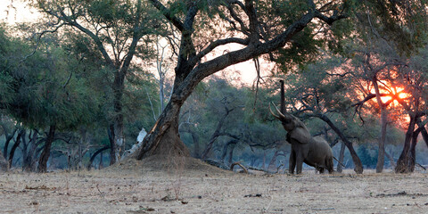 Male elephant searching for food  in the dry season in the forest of high trees in Mana Pools...