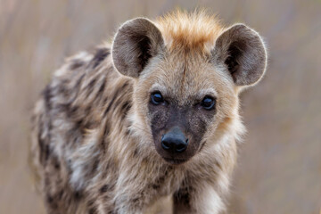 Hyena pup. close encounter with a small curious Spotted Hyena puppy in the Kruger National Park in South Africa