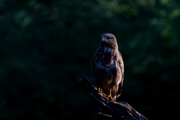 Common Buzzard (Buteo buteo) sitting in the forest of Noord Brabant in the Netherlands.  Black background