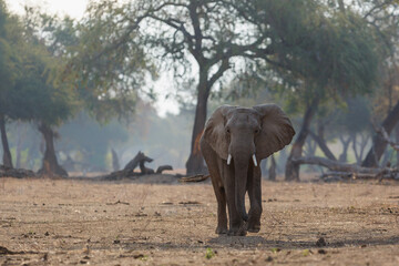 Male elephant searching for food  in the dry season in the forest of high trees in Mana Pools...