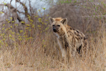 Hyena pup. close encounter with a small curious Spotted Hyena puppy in the Kruger National Park in South Africa