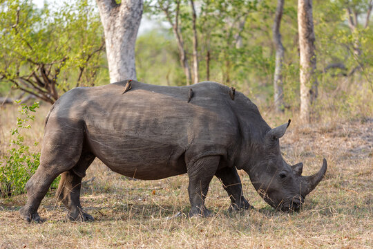 White rhino walking in the grass in Sabi Sands Game Reserve in the Greater Kruger Region in South Africa.