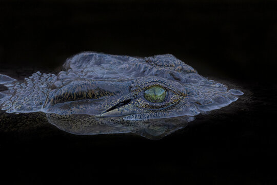 Crocodile in a small pond in the almost dry riverbed in Mashatu Game Reserve in the Tuli Block in Botswana. Black background - Powered by Adobe