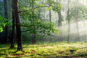 Beautiful sunny morning in green forest