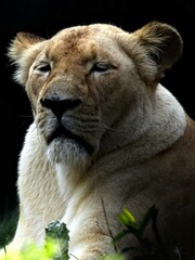 Amnéville Zoo, August 2022 - Beautiful white lioness