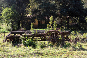 Fototapeta na wymiar A photo of an abandoned wooden oxcart, green thorn trees in the background. 