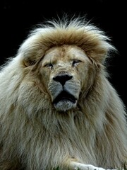 Amnéville Zoo, August 2022 - Beautiful white lion