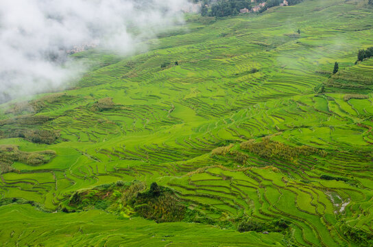 Morning at Yuanyang Rice terraces in Yunnan, China