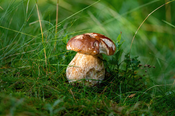 a beautiful boletus edulis in the morning sun on the forest floor