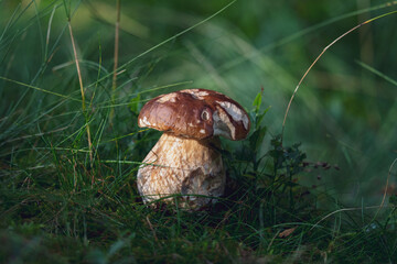 a beautiful boletus edulis in the morning sun on the forest floor