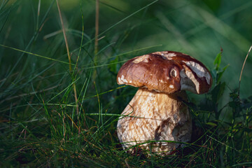 Fototapeta premium a beautiful boletus edulis in the morning sun on the forest floor