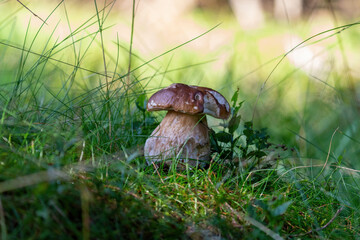 a beautiful boletus edulis in the morning sun on the forest floor