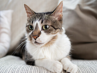 ソファでくつろぐ猫