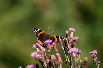 a butterfly on a blossom from a thistle, cirsium palustre, on the mountains at a summer day