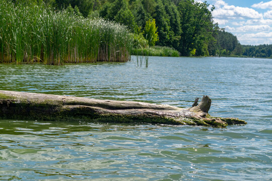 Old fallen tree drifting in the river.