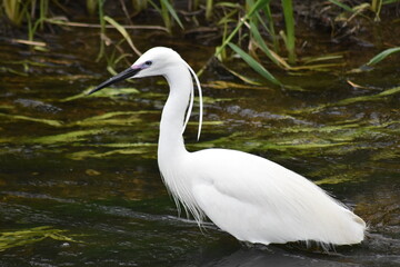 Ducks and Waterbirds of Essex