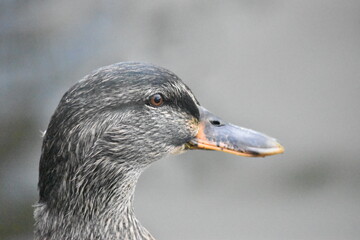 Ducks and Waterbirds of Essex
