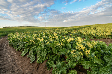Field of sweet sugar beet growing with blue sky background. Sunset view.