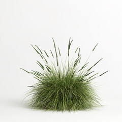 3d illustration of Muhlenbergia rigens grass isolated on white bachground